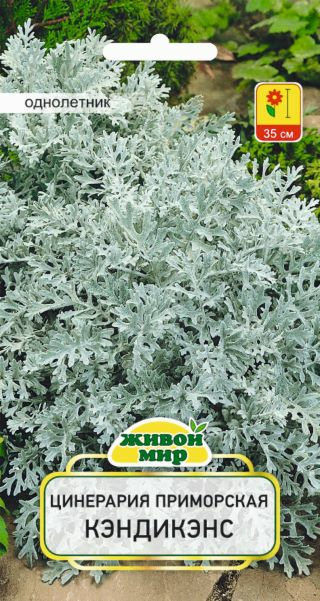 Цинерария приморская Кэндикэнс W. Legutko 0,1г (Беларусь)