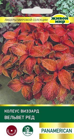 Колеус Виззард Вельвет Ред PanAmerican Seed (Беларусь)