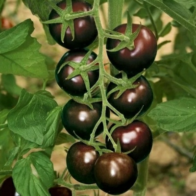 Томат SAT 19030 F1 10шт (Италия)