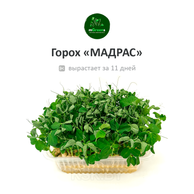 Набор для выращивания микрозелени 3 коврика + Кресс-салат, Пак-чой, Горох (Россия)