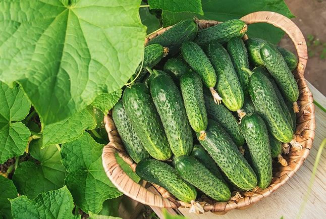 Как вырастить огурцы на балконе? | Практик Борисов Как вырастить огурцы на балконе? | Практик Борисов