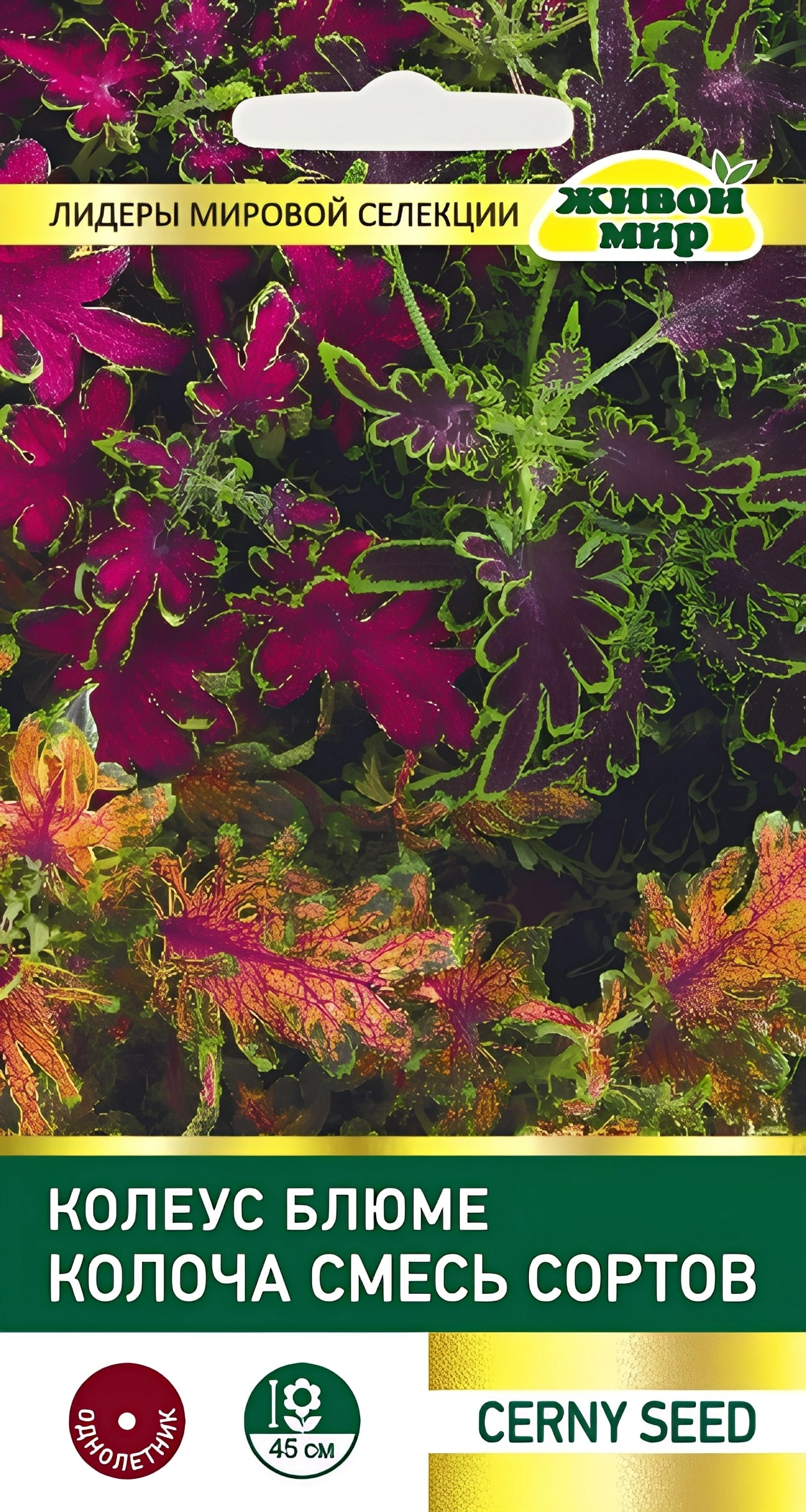 Колеус блюме Колоча cмесь Cerny seed (Беларусь)
