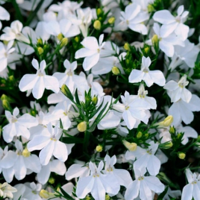 Лобелия эринус Белая леди 0,1 г (Польша)