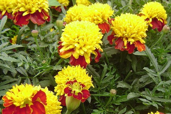 Цветущие бархатцы