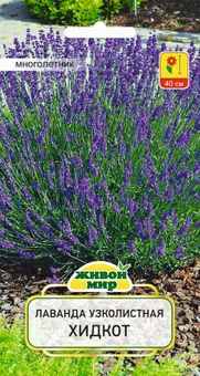 Лаванда узколистная Хидкот (W. Legutko) 0.1г (Беларусь)