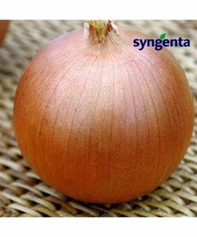 Лyк peпчатый Tэмптэйшeн 0,5 гр (Нидерланды)