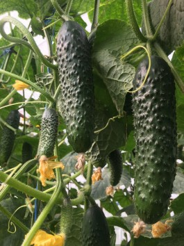 Огурец Георг F1 (Нидерланды)