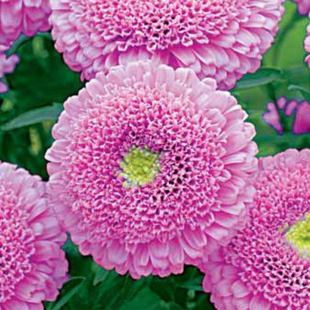 Астра Пампушка мармеладная 0,3г помпонная (Россия)