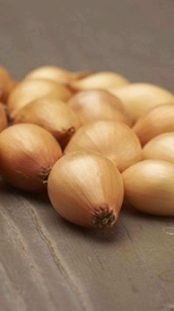 Лук севок выборок Стурон 21-24мм (Нидерланды)