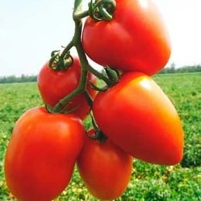 Томат Дино 7шт (Нидерланды)