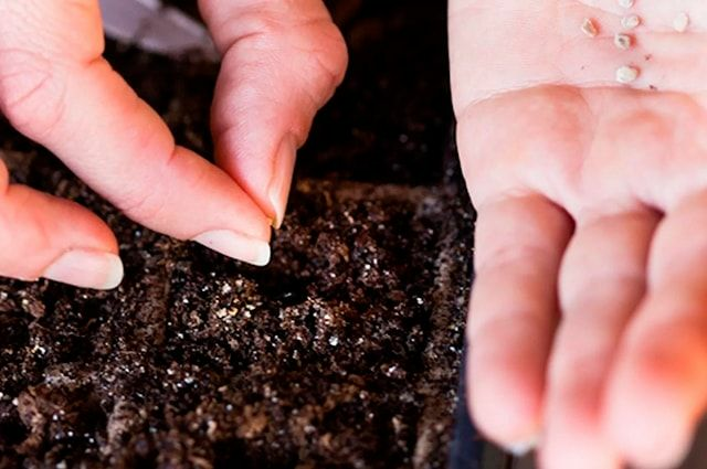 Посадка семян помидоров на рассаду | Практик Борисов