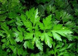 Петрушка Обыкновенная листовая 2г (Беларусь)