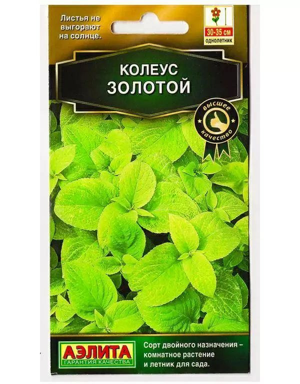 Колеус блюме Золотой семена (Россия)