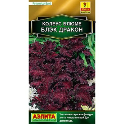 Колеус блюме Блэк дракон 5 шт (Россия)