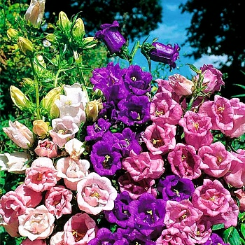 Колокольчик средний Чашка с Блюдцем  0,2 г (Польша)