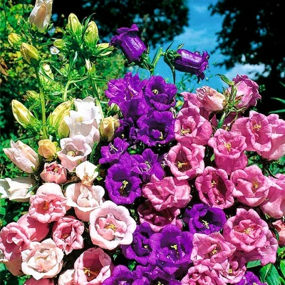 Колокольчик средний Чашка с Блюдцем  0,2 г (Польша)