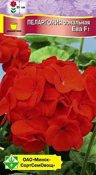 Пеларгония зональная Ева F1 4шт (Чехия)