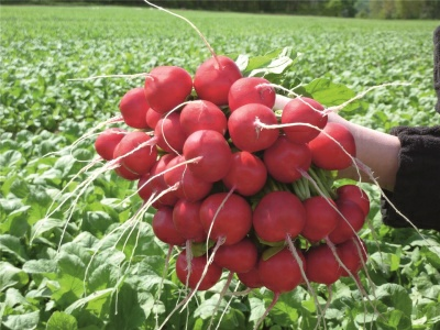 Редис Розетта F1 (Беларусь)