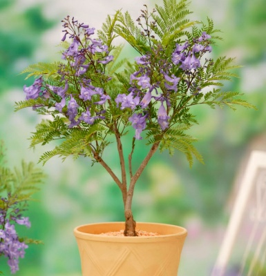 Жакаранда мимозолистная (ЦВ) (К) 5шт (Россия)