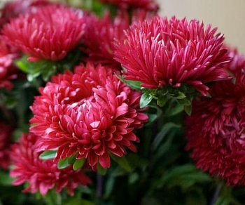 Астра пионовидная Станислав 0,5г (Польша) Астра пионовидная Станислав 0,5г (Польша)