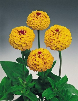 Циния Оклахома золотистая 0.3гр (Италия)