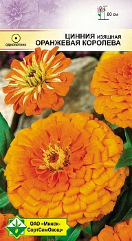 Цинния изящная Георгиноцветная Оранжевая королева 0.5г (Германия)