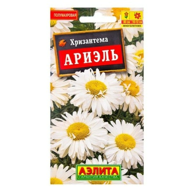 Хризантема Ариэль (Россия)