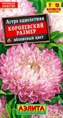 Астра Королевский размер Яблоневый цвет (Нидерланды)