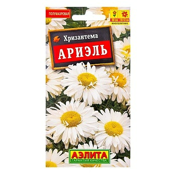 Хризантема Ариэль (Россия)