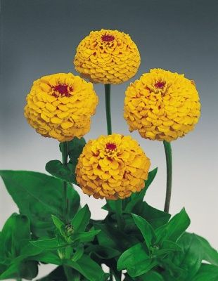 Циния Оклахома золотистая 0.3гр (Италия) Циния Оклахома золотистая 0.3гр (Италия)