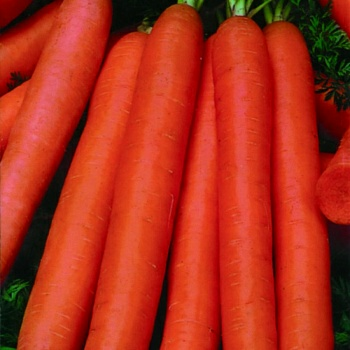 Морковь Амстердам, 1г  (Польша) Морковь Амстердам, 1г  (Польша)
