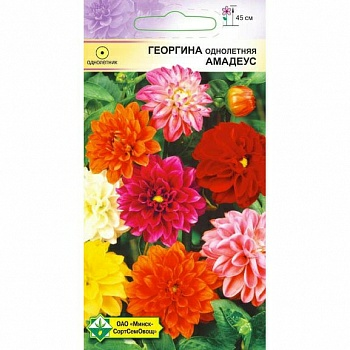 Георгина однолетняя, Амадеус 0.3г (Беларусь)