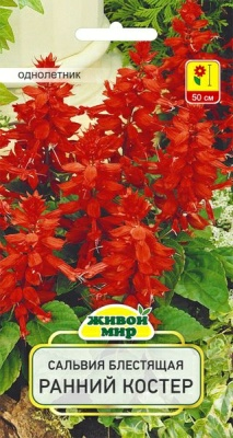 Сaльвия блecтящaя Ранний костер W. Legutko 0,2 г (Россия)