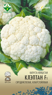 Капуста цветная Клэптон F1 Эксперт (Нидерланды)