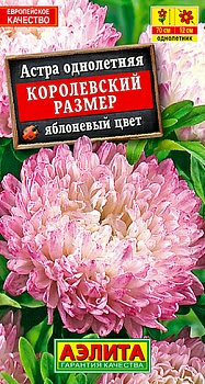 Астра Королевский размер Яблоневый цвет (Нидерланды)