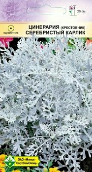 Цинерария приморская Серебристый карлик 0.1г (Беларусь)
