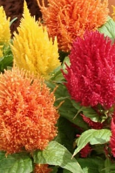 Целозия Перистая Летние костры 0,1гр (Италия)