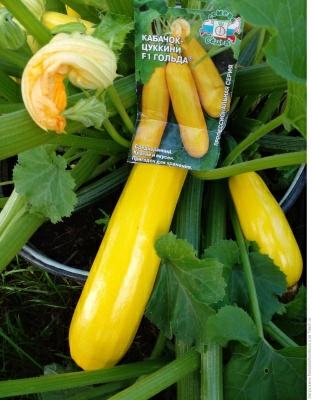 Кабачок Гольда F1 (Чехия)