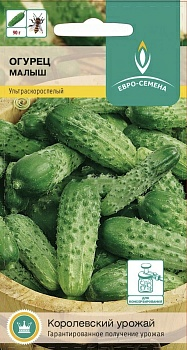 Огурец Малыш пчелоопыляемый (Россия)