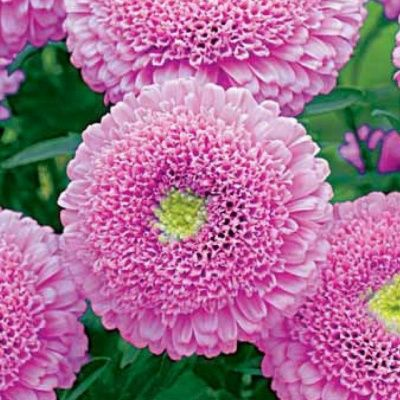 Астра Пампушка мармеладная 0,3г помпонная (Россия)