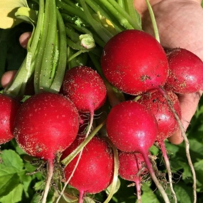 Редис Жара 3г (Беларусь)