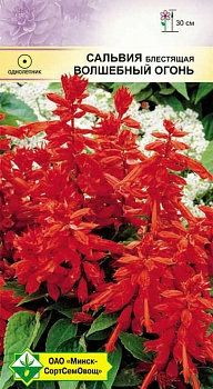 Сальвия блестящая Волшебный огонь 0.1г (Германия)