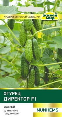 Огурец Директор F1 (Беларусь)
