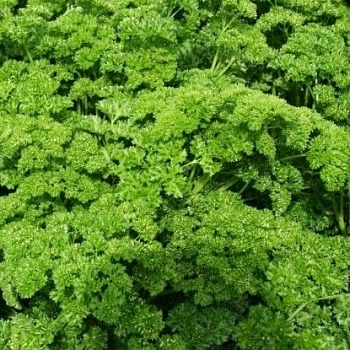 Петрушка Курчавая 2г (Беларусь)