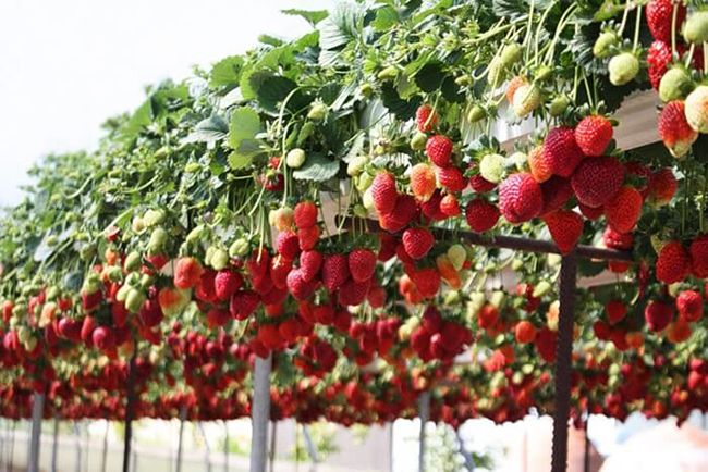 Как вырастить клубнику на балконе?, советы для покупателей по выращиваниюклубники.