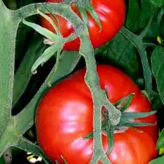 Томат Дуковери 7 шт (Италия)