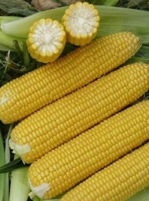 Кукуруза сахарная Старшайн F1 10 гр Купить | Практик