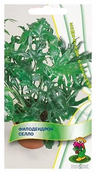 Филодендрон селло (ЦВ) (К) 3шт (Россия)