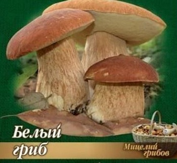 Белый гриб 60мл (Россия)