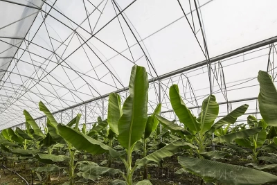 Пленка многолетняя тепличная 150 мкм 6*50м Vatan (Турция) 